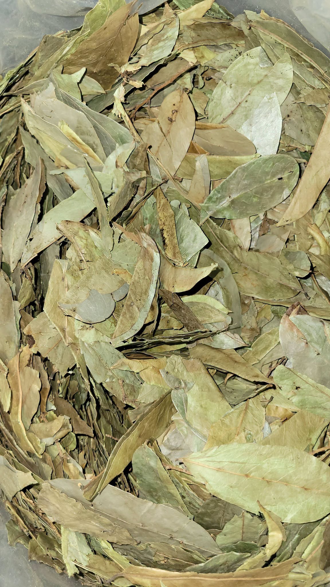 Soursop Leaf