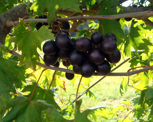 Southern Home Muscadine (Vitis rotundifolia ‘Southern Home’)
