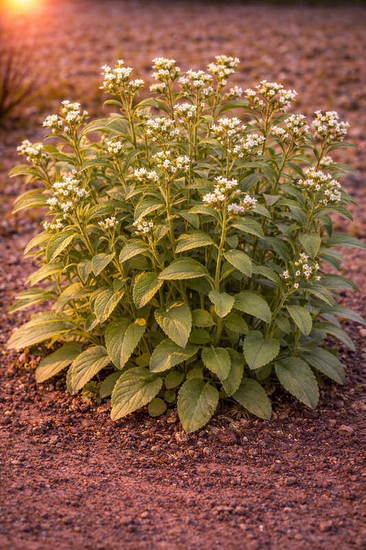 Stevia