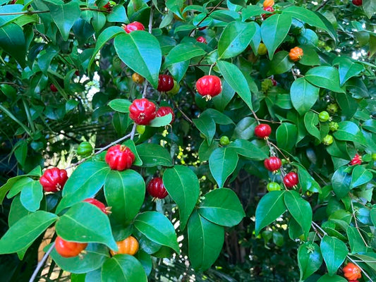 Surinam Cherry