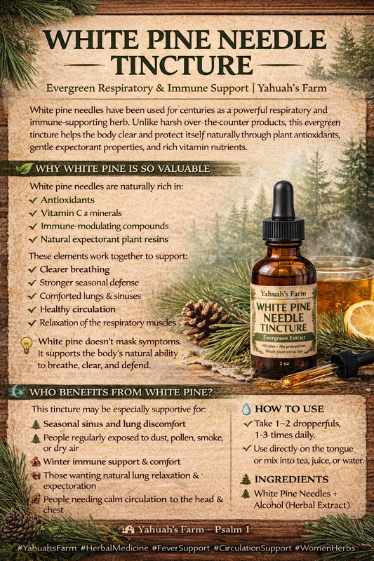 WHITE PINE NEEDLE TINCTURE