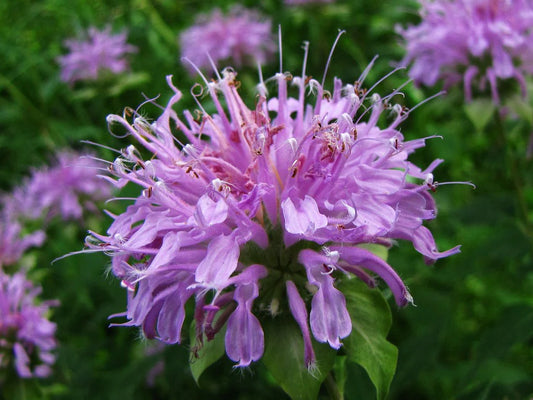 Monarda fistulosa — Wild Bergamot / Lavender Bee Balm