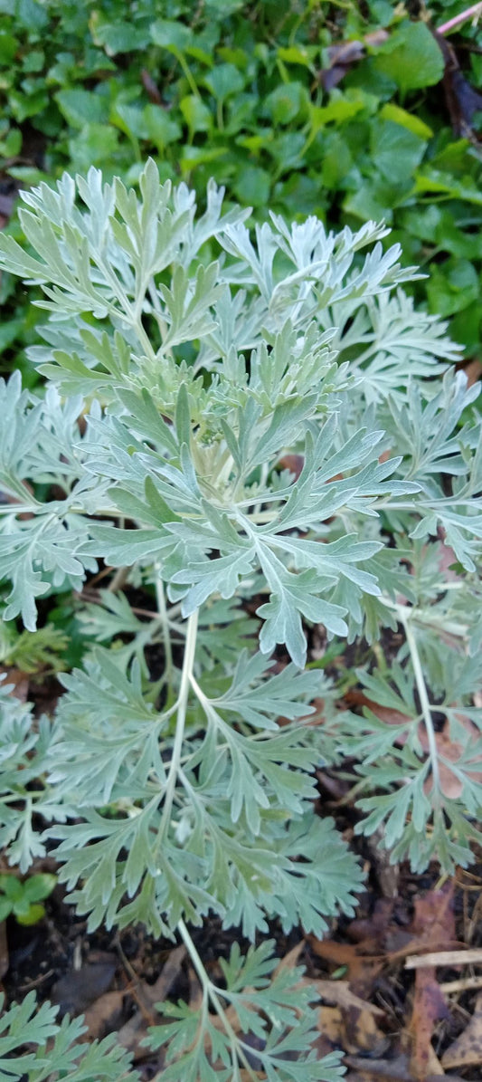 Wormwood