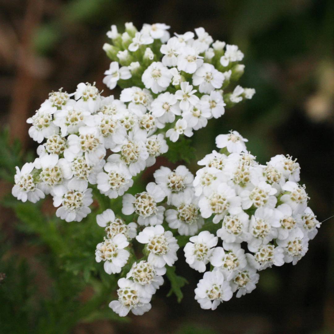 Yarrow