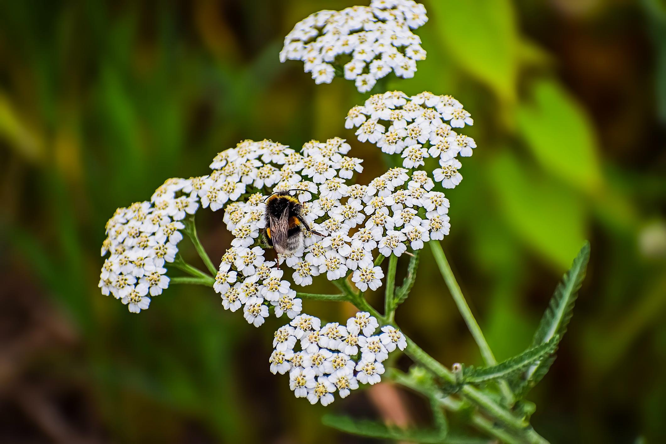 White Yarrow – Yahuahs Farm