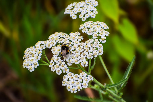 White Yarrow