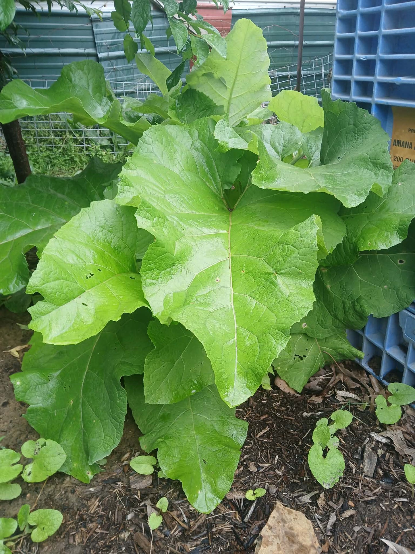 Burdock Root