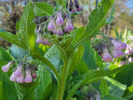 Common Comfrey