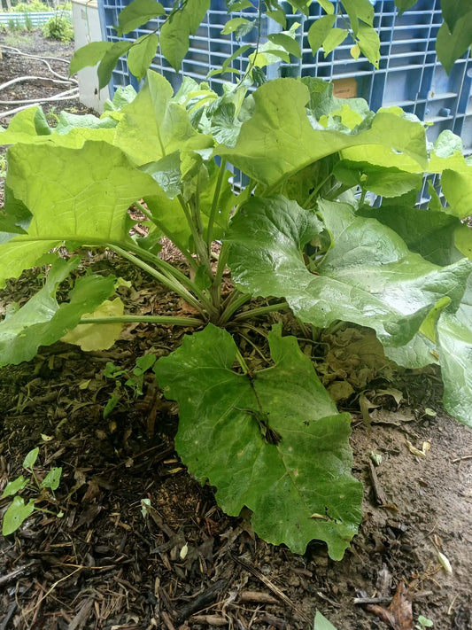 Burdock Root