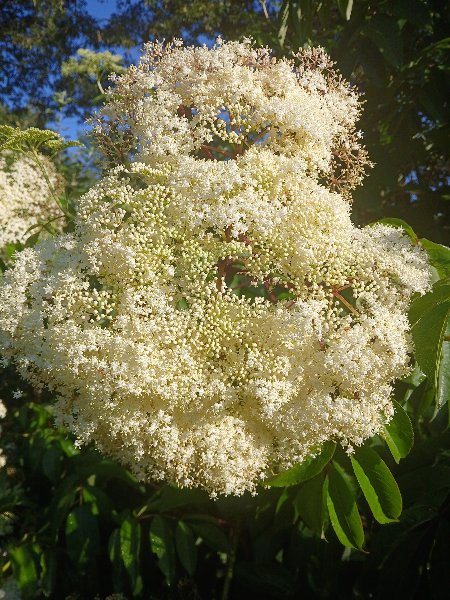 ELDERBERRY TINCTURE
