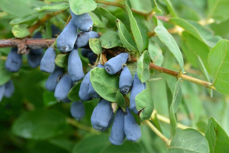 Aurora Honeyberry