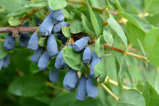 Aurora Honeyberry