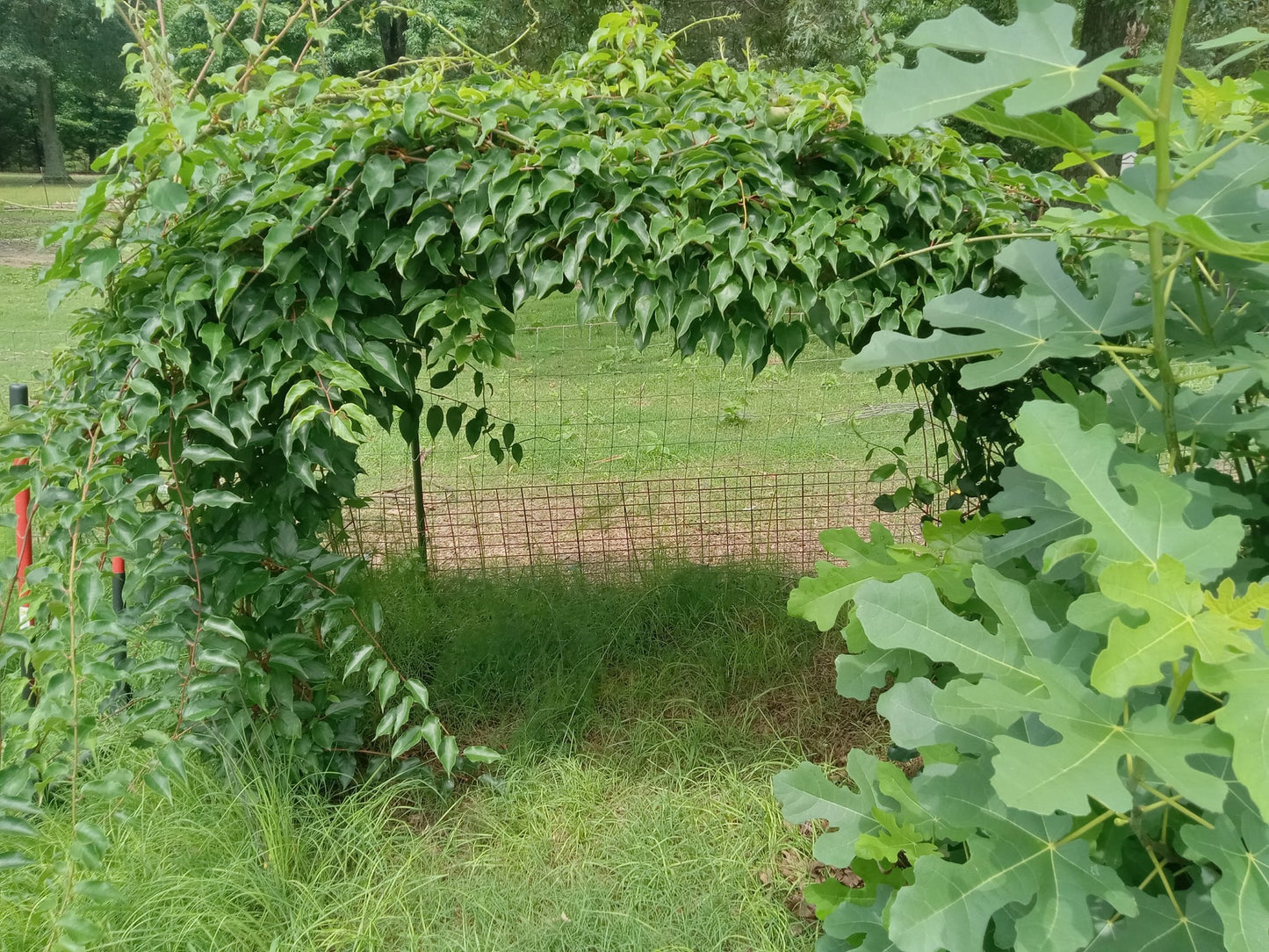 Prolific Hardy Kiwi