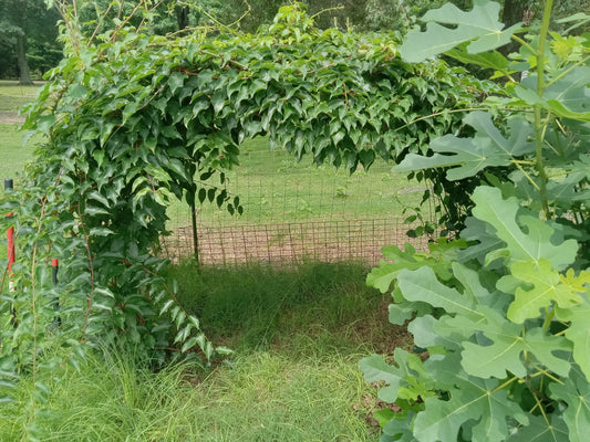 Prolific Hardy Kiwi