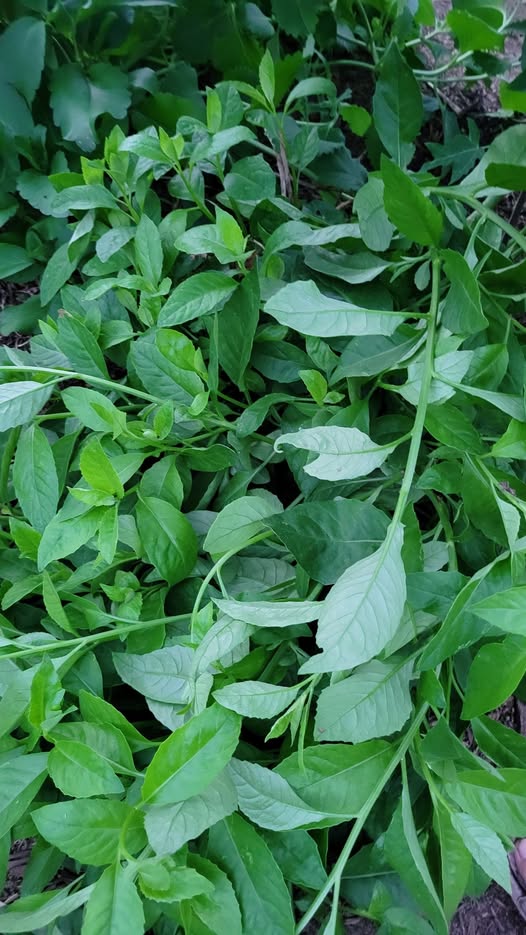 Longevity Spinach