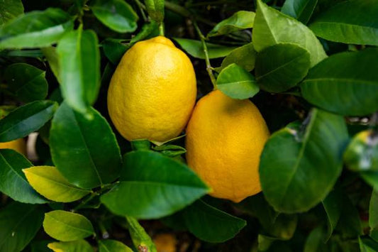 MEYER LEMON