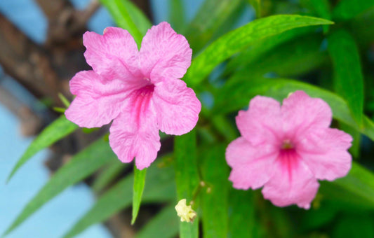 Pink & Purple Mexican Petunias