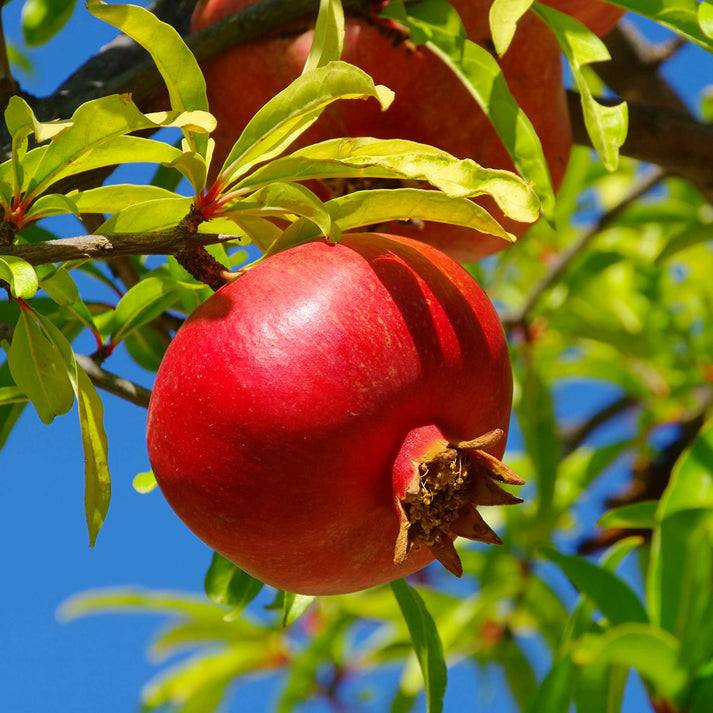 MAKEDONIA POMEGRANATE