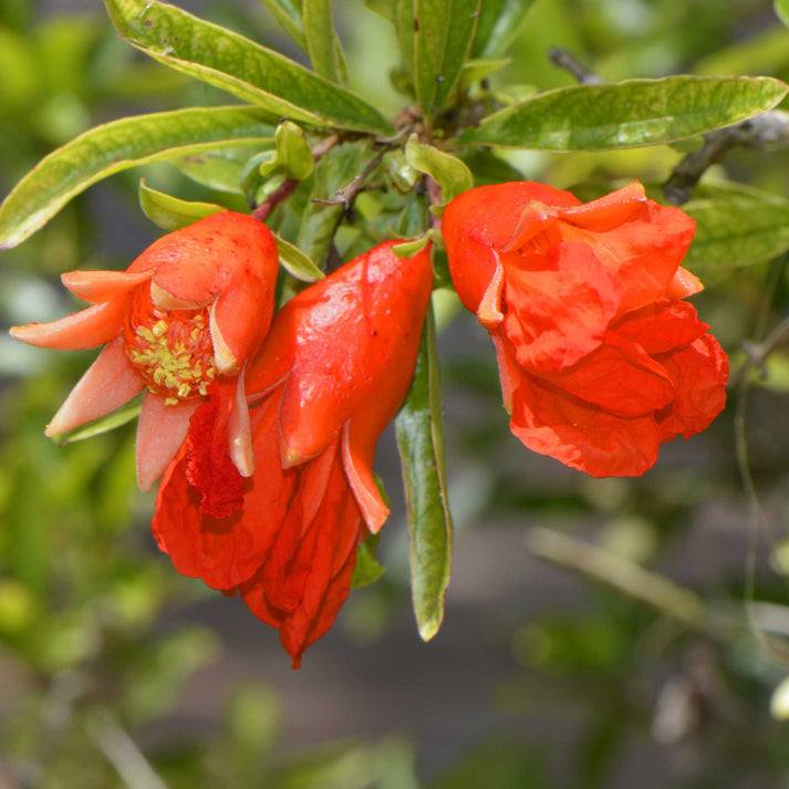 MAKEDONIA POMEGRANATE