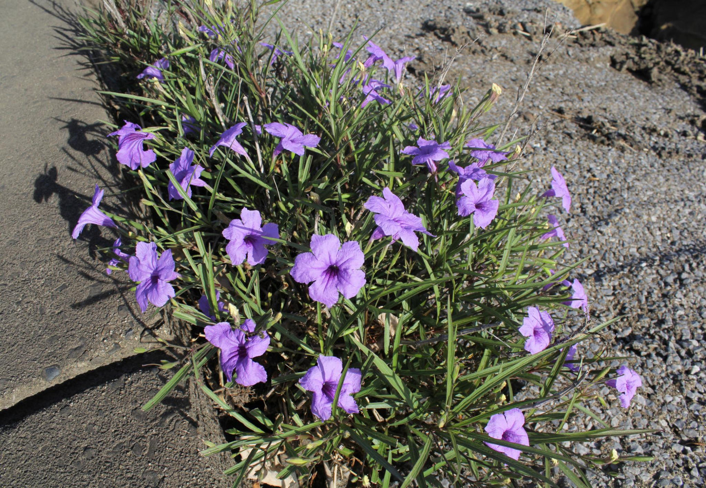 Pink & Purple Mexican Petunias