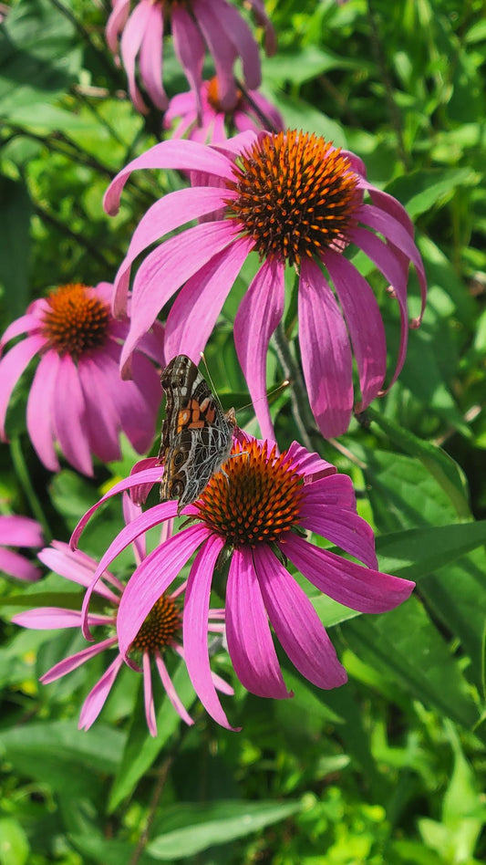 Echinacea Purpurea
