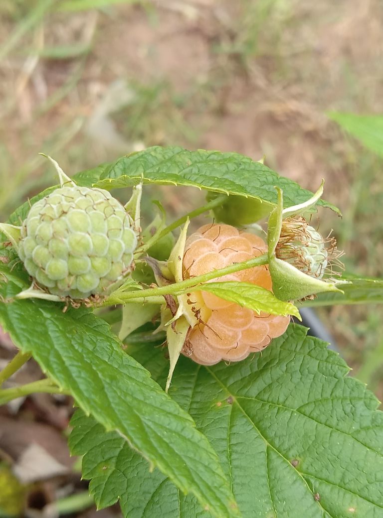 Fall Gold Raspberry