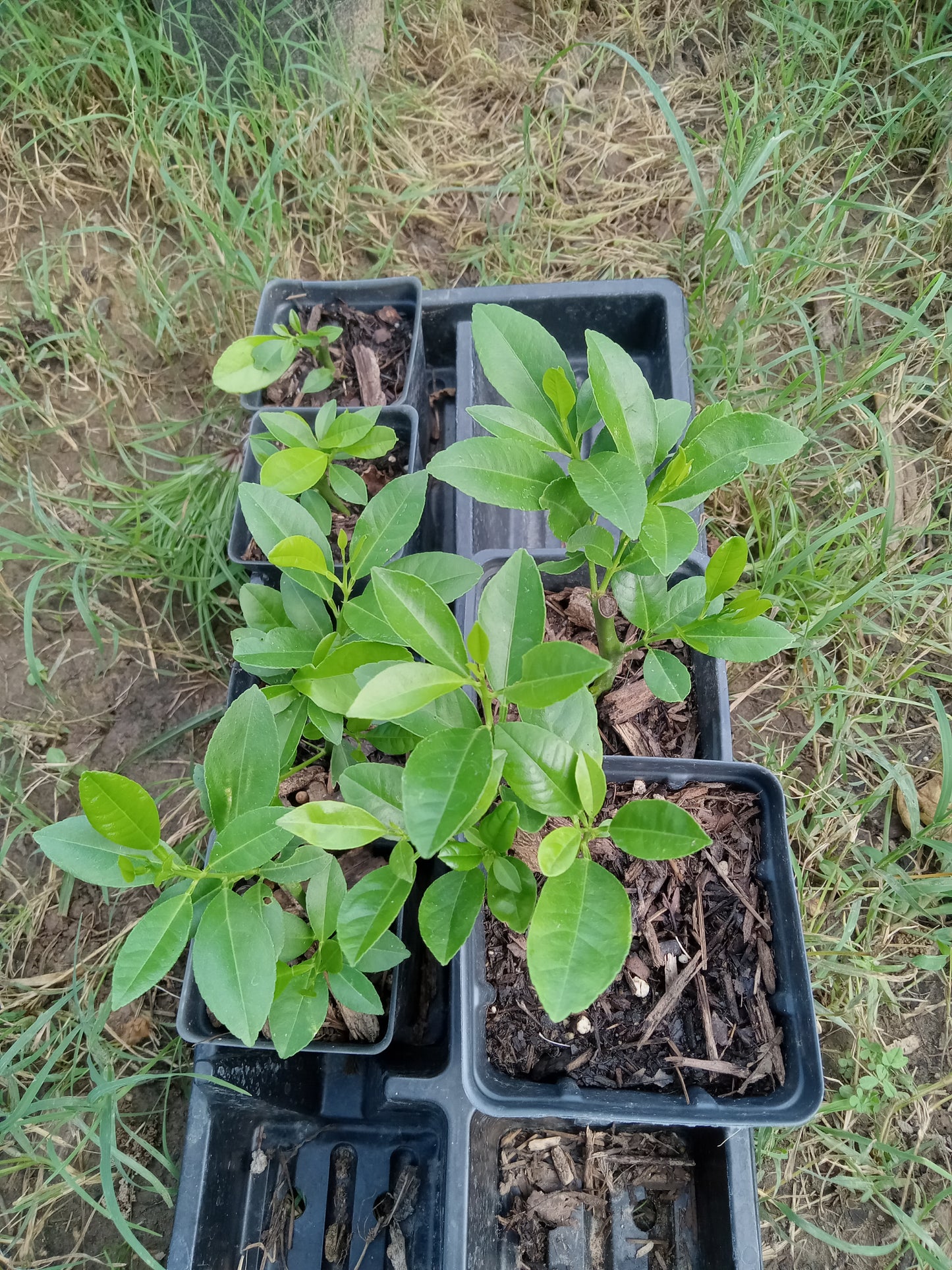 MEYER LEMON