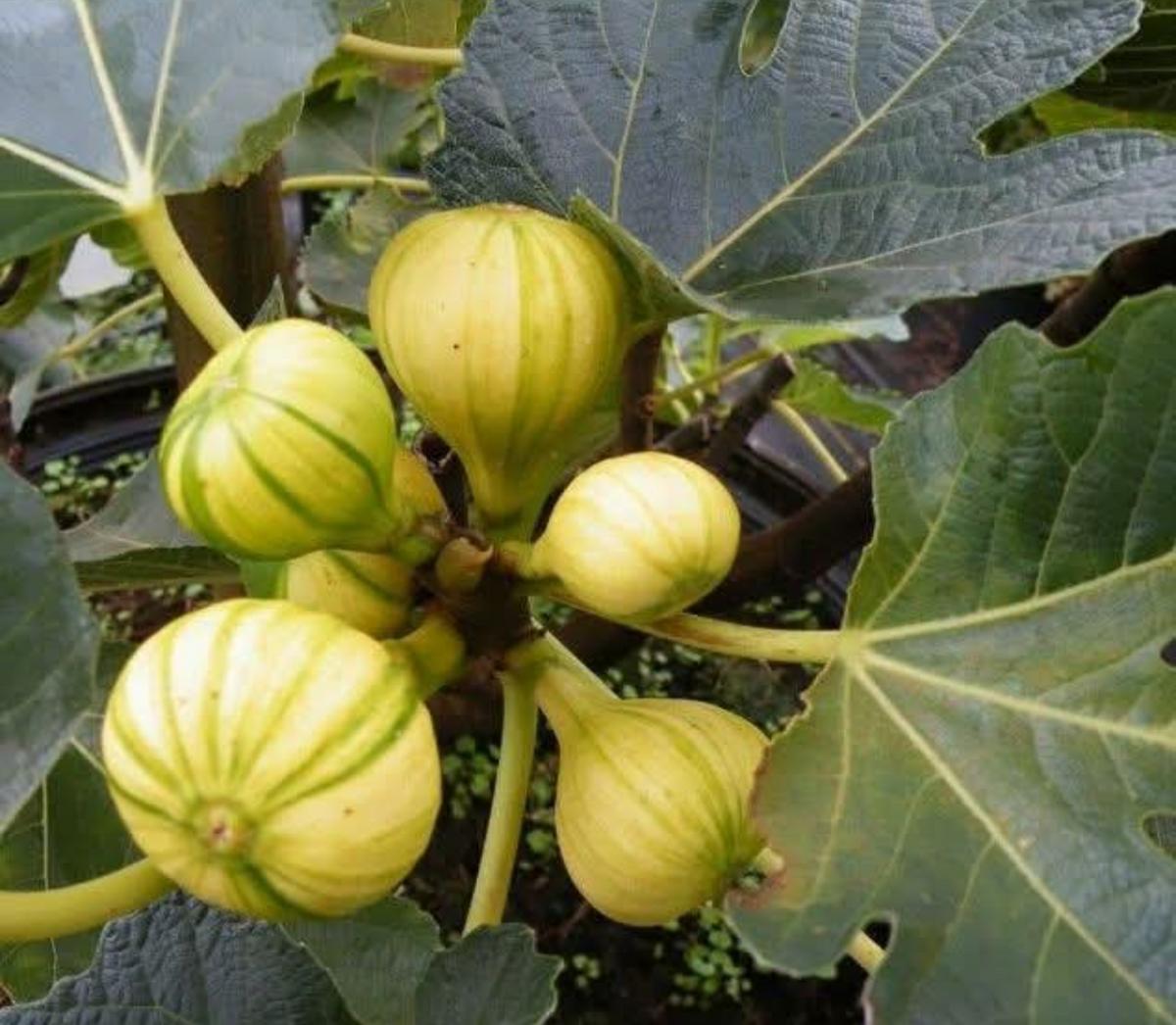 Panachée Tiger Fig — Live Plant
