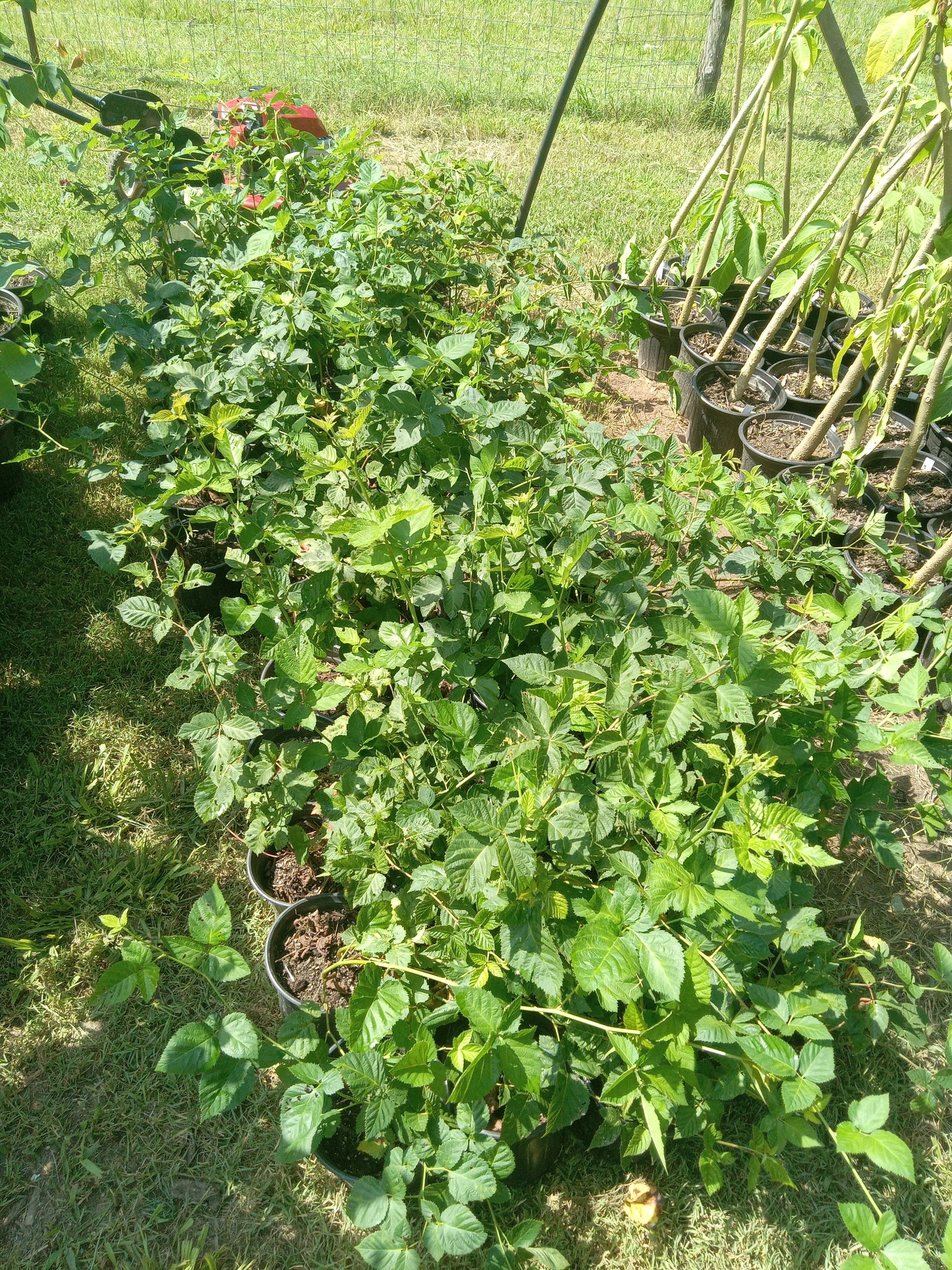 PONCA BLACKBERRY