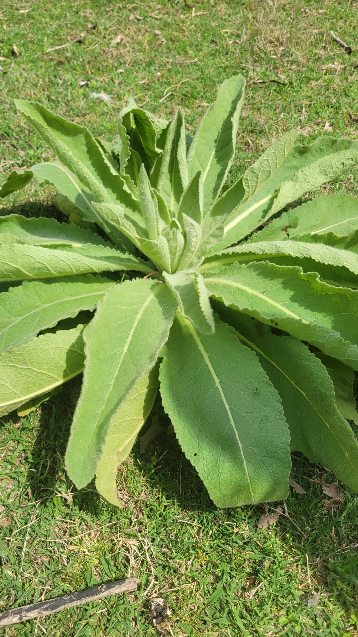 Mullein
