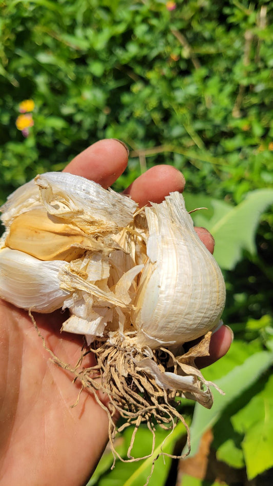 Elephant Garlic 1LB (SHIPS IN SEPTEMBER)