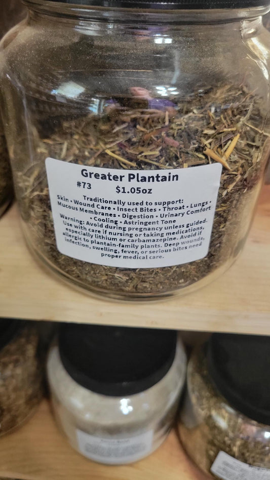 Greater Plantain