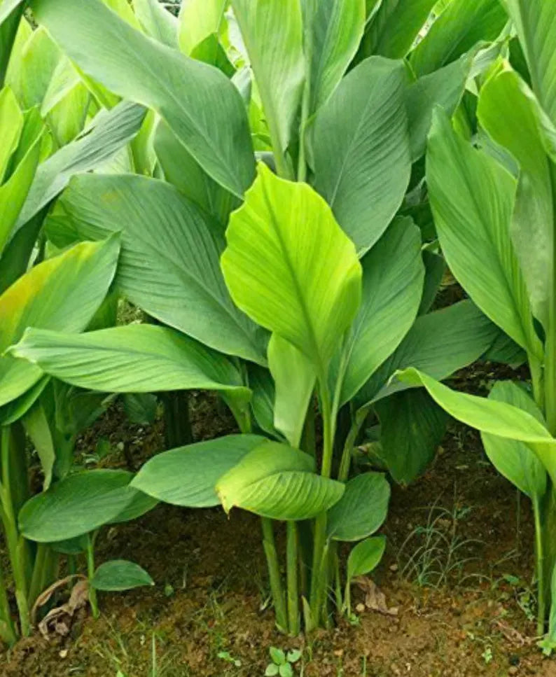 Turmeric Root (Curcuma longa)