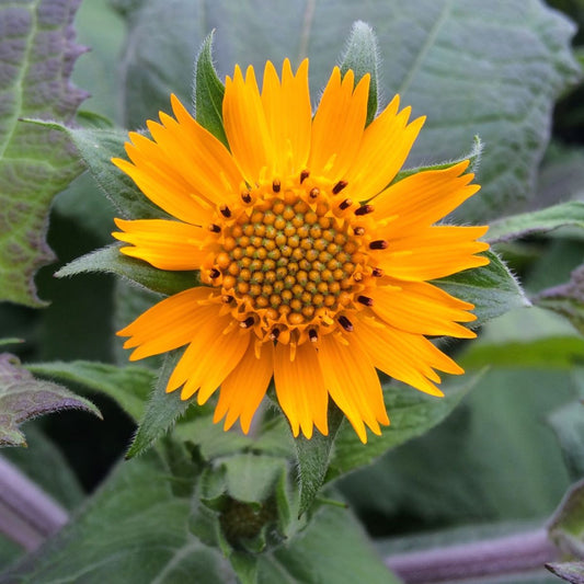 Yacón (Smallanthus sonchifolius)